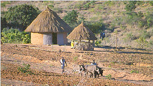 rural farm scene